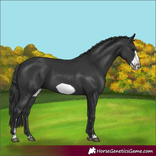 Horse Color:Unknown 