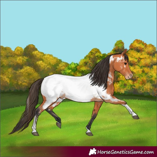 Horse Color:Bay Tobiano Near Fewspot
