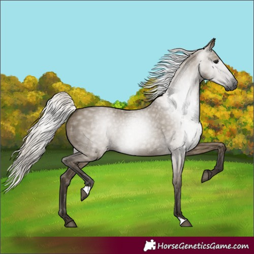 Horse Color:Gray Silver Smoky Grullo 