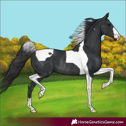Horse Color:Black Tobiano Rabicano 
