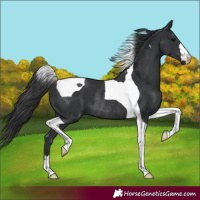 Horse Color:Black Tobiano Rabicano