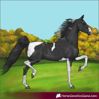 Horse Color:Black Tobiano 