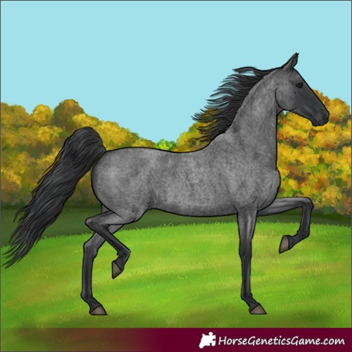 Horse Color:Unknown 