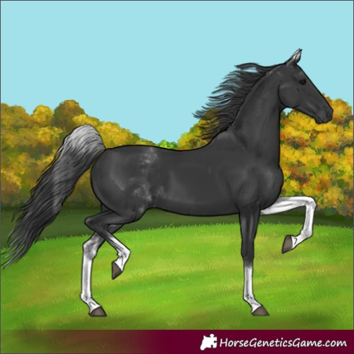 Horse Color:Unknown 