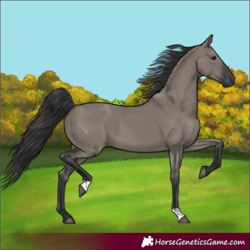 Horse Color:Grullo 