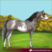 Horse Color:White Spotted Brown Roan Frame
