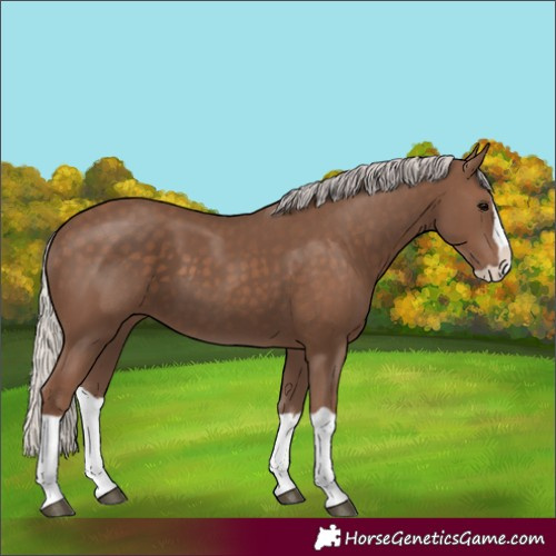 Horse Color:Silver Black Splash 