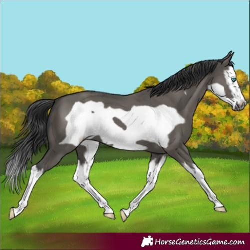 Horse Color:Grullo Splash Frame 