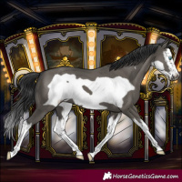 Horse Color:Grullo Splash Frame