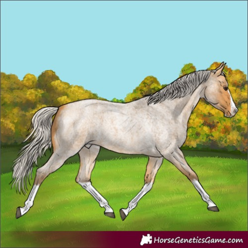 Horse Color:Silver Buckskin Roan Splash 