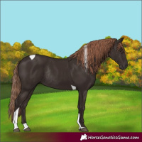 Horse Color:Liver Chestnut Tobiano Rabicano 