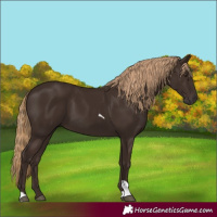 Horse Color:Liver Chestnut Tobiano Rabicano 