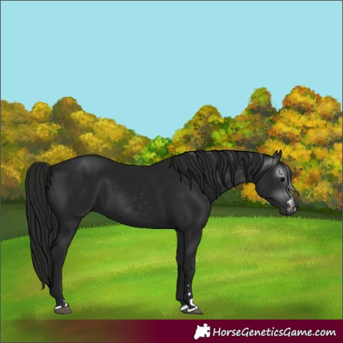Horse Color:Gray Black 