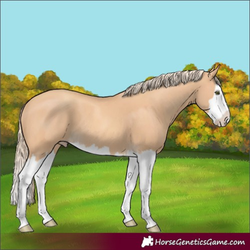 Horse Color:Gold Champagne Splash 