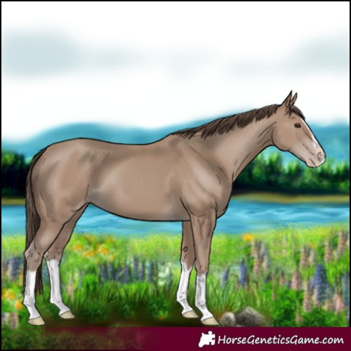Horse Color:Classic Champagne Splash