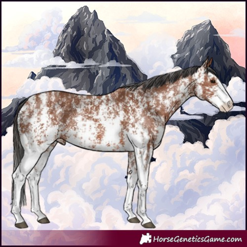 Horse Color:Bay Sabino Rabicano  and Bay Sabino Rabicano 