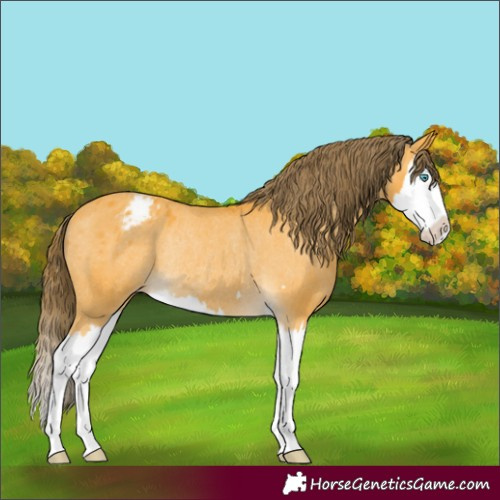 Horse Color:Buckskin Splash Appaloosa Rabicano 