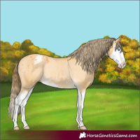 Horse Color:Buckskin Splash Appaloosa Rabicano