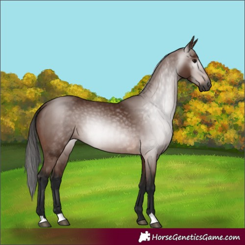 Horse Color:Gray Bay 