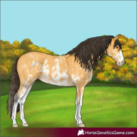 Horse Color:Buckskin Sabino