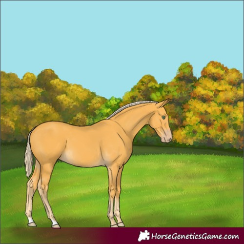 Horse Color:Gold Cream Champagne 