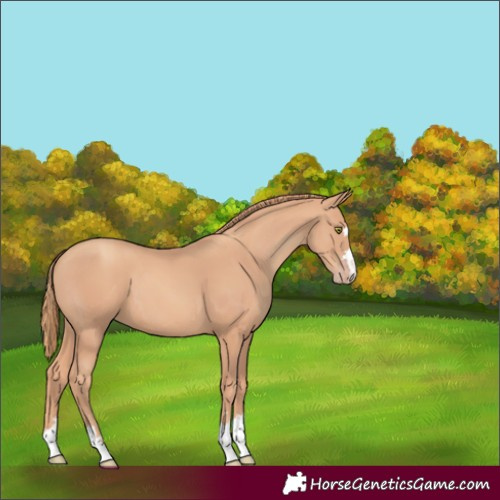 Horse Color:Gold Champagne