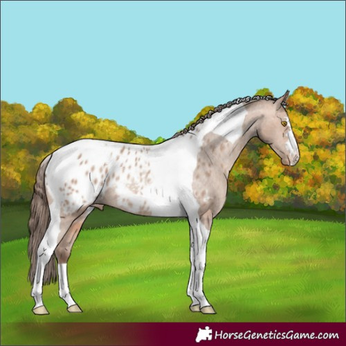 Horse Color:Amber Champagne Tobiano Appaloosa Rabicano 