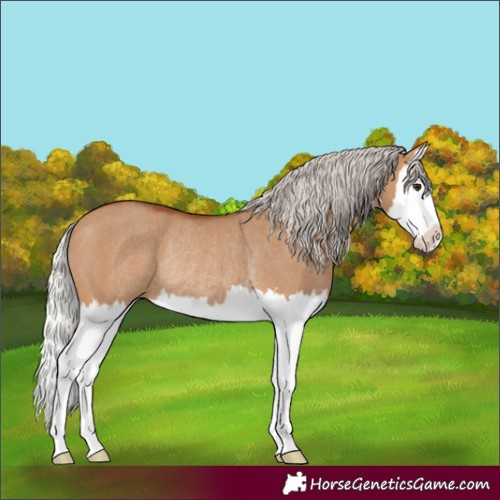 Horse Color:Silver Bay Dun Splash Rabicano 
