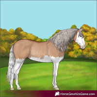 Horse Color:Silver Bay Dun Splash Rabicano 
