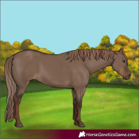 Horse Color:Liver Red Dun Rabicano 