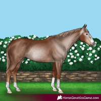 Horse Color:Gray Chestnut 