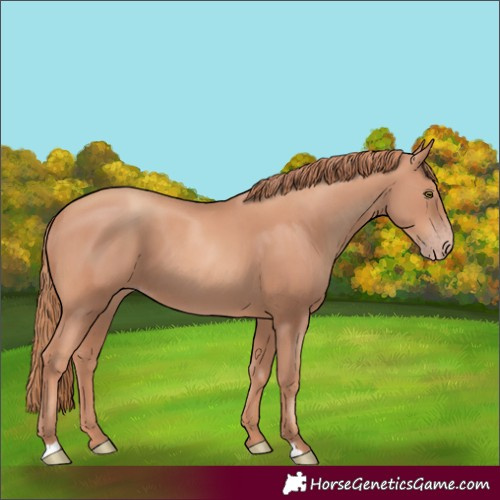 Horse Color:Unknown 