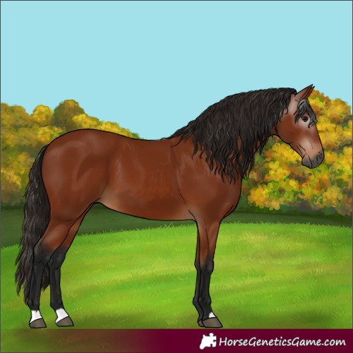 Horse Color:Unknown 