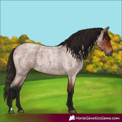 Horse Color:Gray Bay Roan 