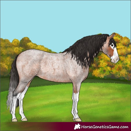Horse Color:Bay Roan Splash