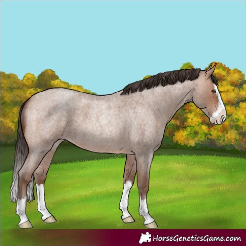 Horse Color:Sable Champagne Roan Splash 