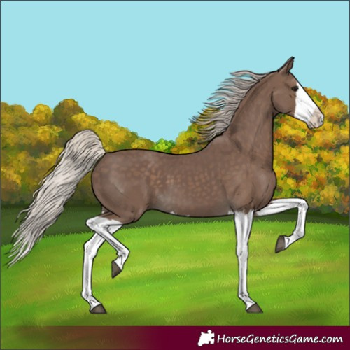 Horse Color:Silver Black Splash