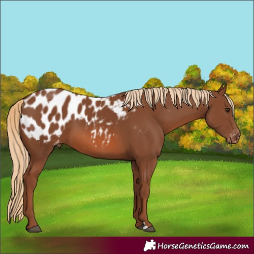 Horse Color:Chestnut Blanket 