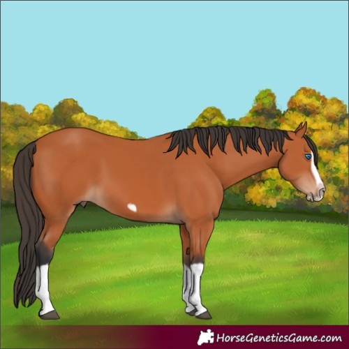 Horse Color:Bay Splash Frame 