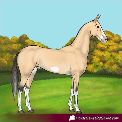 Horse Color:Buckskin Splash Frame 