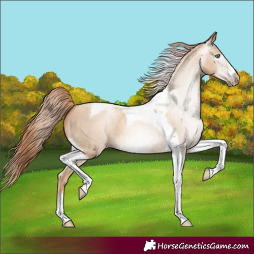 Horse Color:Gray Classic Cream Champagne Pearl Tobiano 