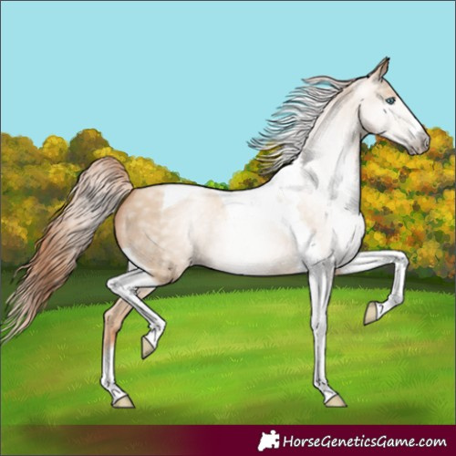 Horse Color:Gray Classic Cream Champagne Pearl Tobiano 