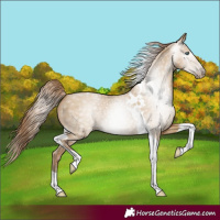 Horse Color:Gray Smoky Grullo Pearl Tobiano 
