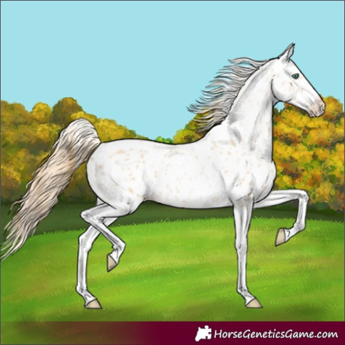 Horse Color:Smoky Black Pearl Tobiano Appaloosa 