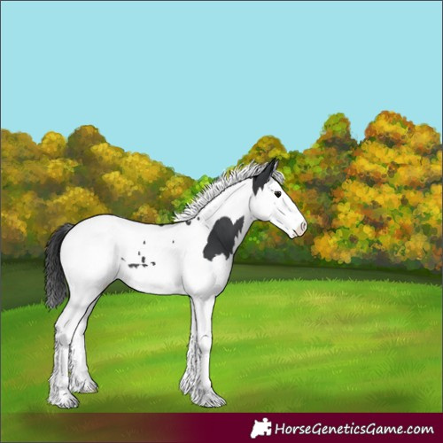 Horse Color:Black Splash Tobiano Varnish