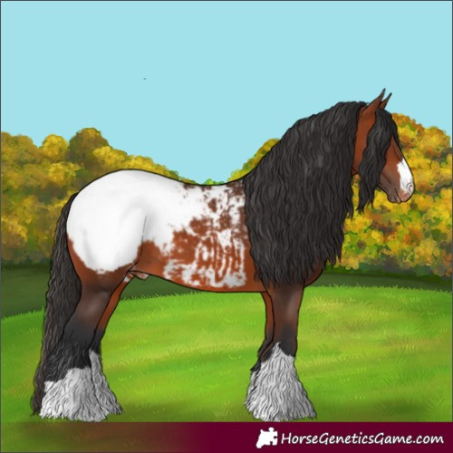 Horse Color:Bay Appaloosa