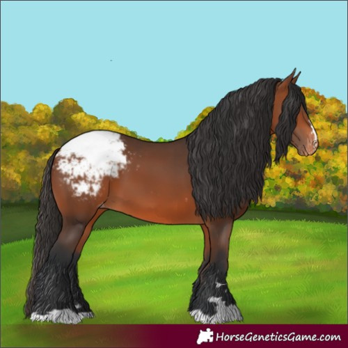 Horse Color:Bay Appaloosa 