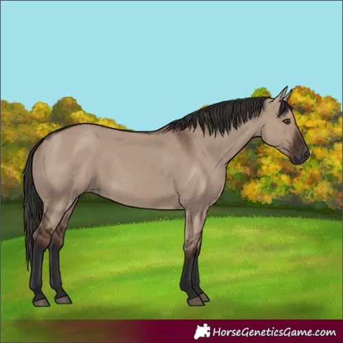 Horse Color:Liver Red Dun Rabicano 