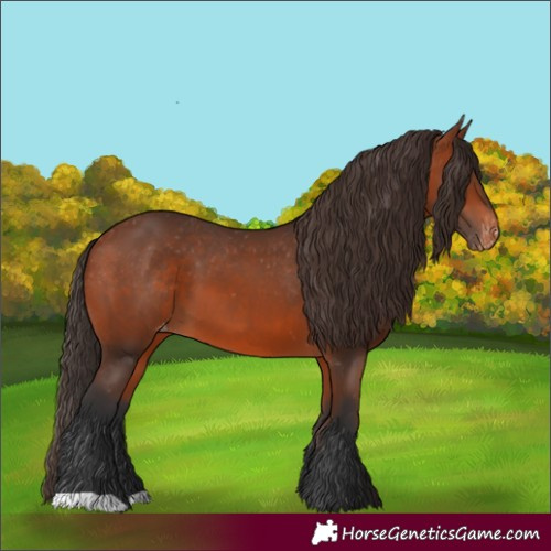 Horse Color:Bay Appaloosa 
