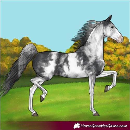 Horse Color:White Spotted Black Appaloosa Rabicano 